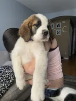 Bella , a female Saint Bernard for sale in Bakersfield, CA – 2 of 8