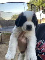 Leo , a male Saint Bernard for sale in Bakersfield, CA – 2 of 10