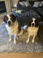 Leo , a male Saint Bernard for sale in Bakersfield, CA – 7 of 10