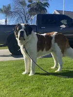 Leo , a male Saint Bernard for sale in Bakersfield, CA – 6 of 10