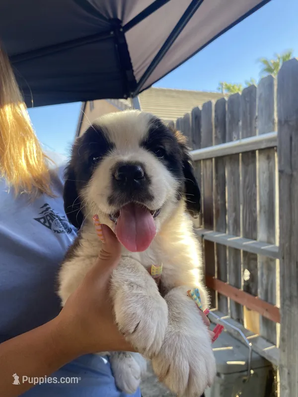 Leo  – Saint Bernard puppy for sale in Bakersfield, CA