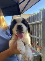 Leo , a male Saint Bernard for sale in Bakersfield, CA – 1 of 10