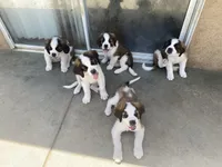 Leo , a female Saint Bernard for sale in Bakersfield, CA – 10 of 10