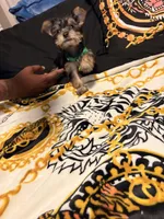 Lego, a male Yorkipoo for sale in Clinton, MD – 4 of 9