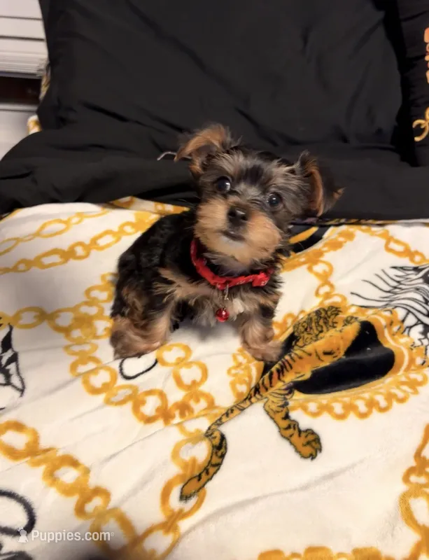 Lego – Yorkipoo puppy for sale in Clinton, MD