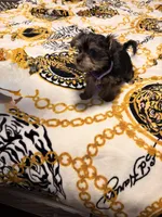 Lego, a male Yorkipoo for sale in Clinton, MD – 3 of 9