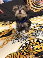 Lego, a male Yorkipoo for sale in Clinton, MD – 5 of 9
