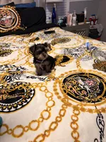 Lego, a male Yorkipoo for sale in Clinton, MD – 8 of 9