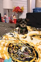 Lego, a male Yorkipoo for sale in Clinton, MD – 2 of 9