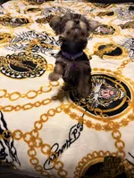 Lego, a male Yorkipoo for sale in Clinton, MD – 9 of 9