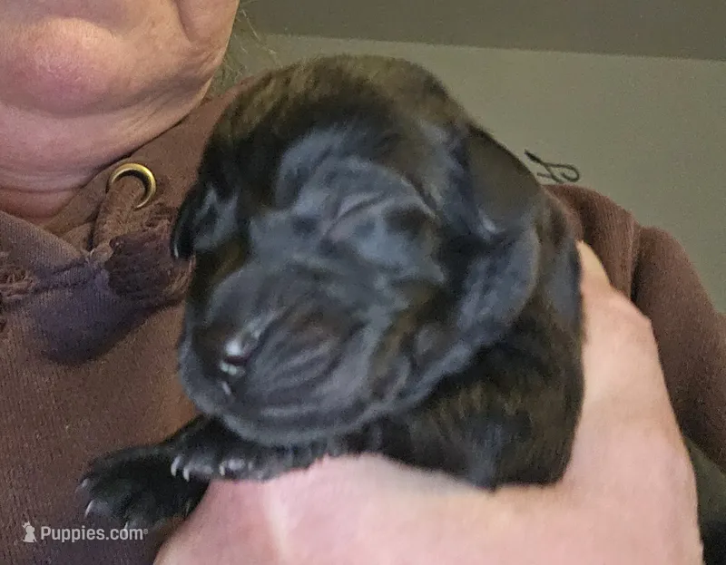 AKC male black lab, a male Labrador Retriever for sale in Princeton, MN – 1 of 2