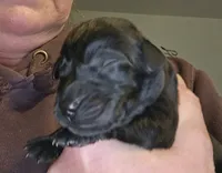 AKC male black lab, a male Labrador Retriever for sale in Princeton, MN – 1 of 2