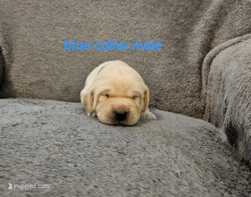 AKC Male Yellow Lab – Labrador Retriever puppy for sale in Princeton, MN