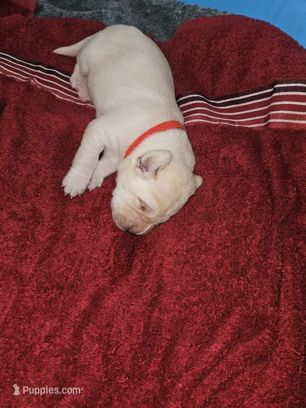AKC Female Yellow lab – Labrador Retriever puppy for sale in Princeton, MN