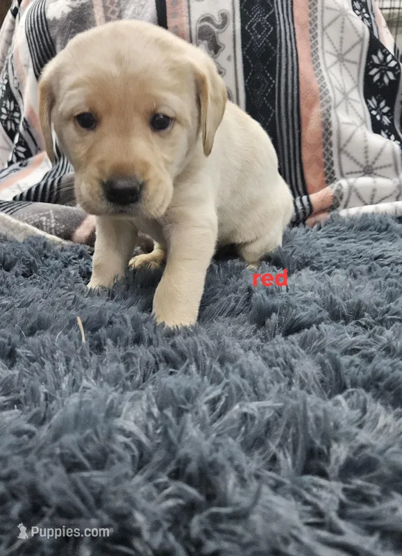 AKC Female Yellow lab – Labrador Retriever puppy for sale in Princeton, MN