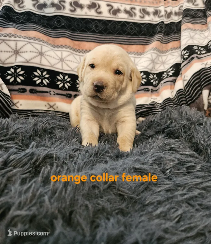 AKC Female Yellow lab – Labrador Retriever puppy for sale in Princeton, MN