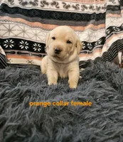 AKC Female Yellow lab, a female Labrador Retriever for sale in Princeton, MN – 2 of 2