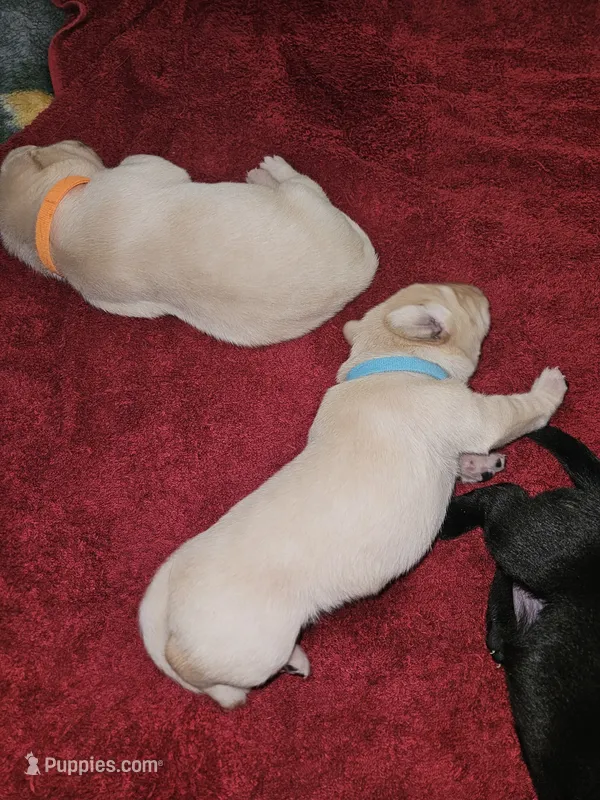 AKC Male Yellow Lab – Labrador Retriever puppy for sale in Princeton, MN