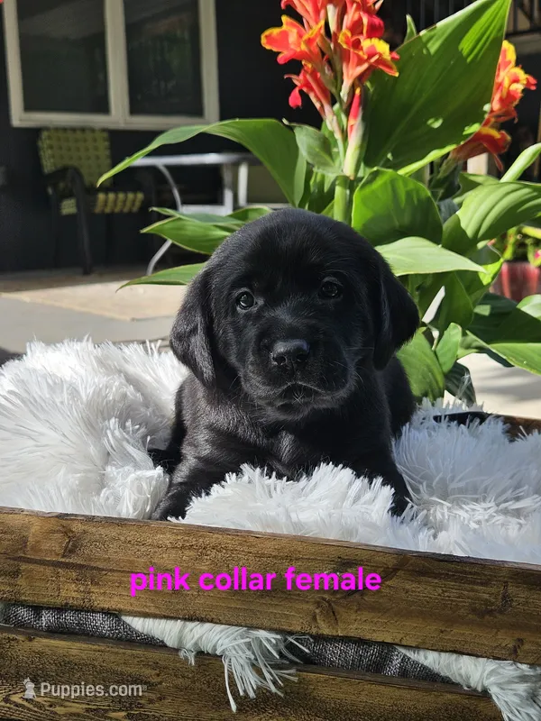 AKC Female black lab – Labrador Retriever puppy for sale in Princeton, MN