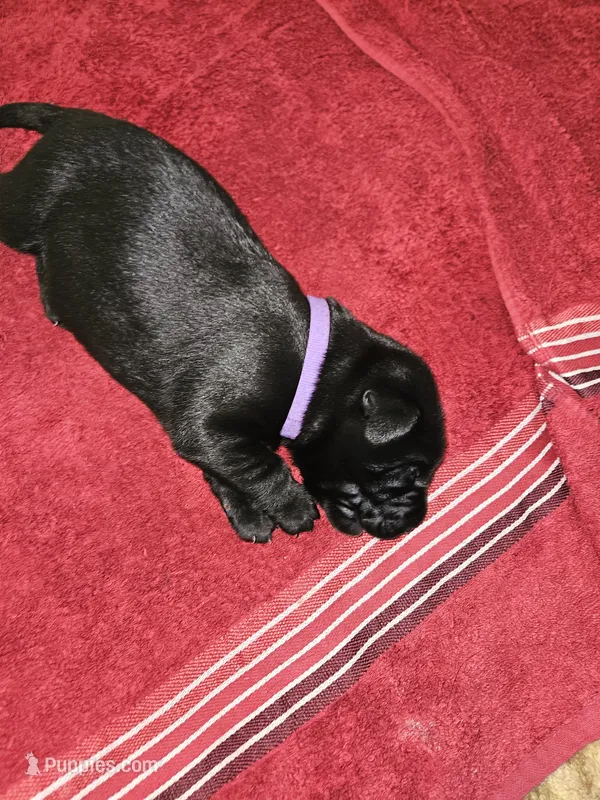 AKC Female black lab – Labrador Retriever puppy for sale in Princeton, MN