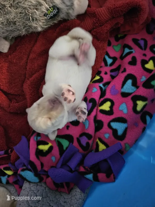 AKC Male Yellow Lab – Labrador Retriever puppy for sale in Princeton, MN