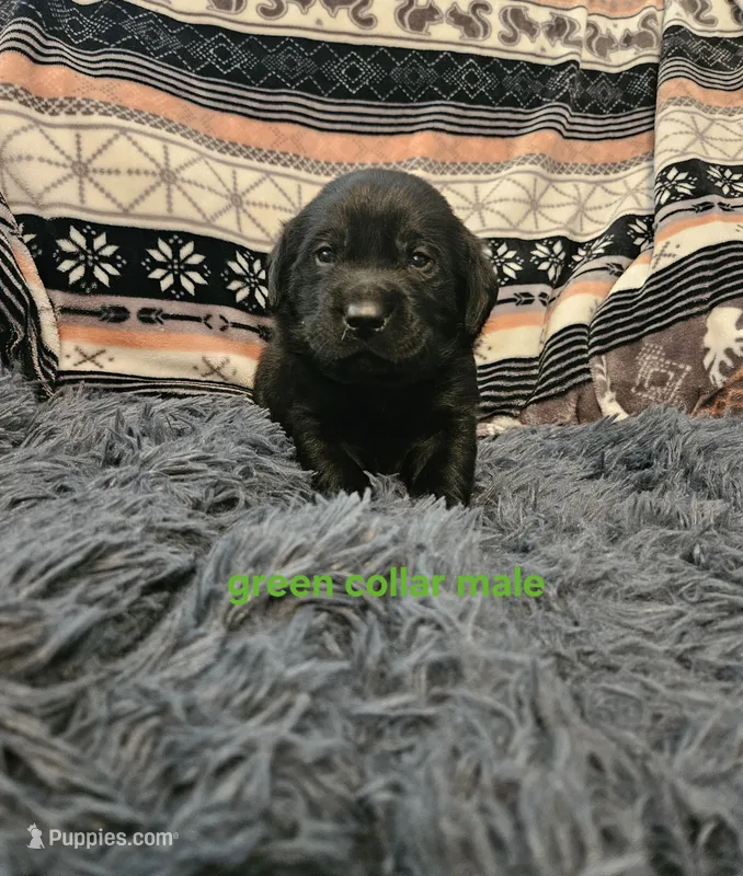 AKC male black lab – Labrador Retriever puppy for sale in Princeton, MN