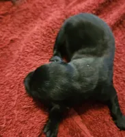 AKC male black lab, a male Labrador Retriever for sale in Princeton, MN – 2 of 2