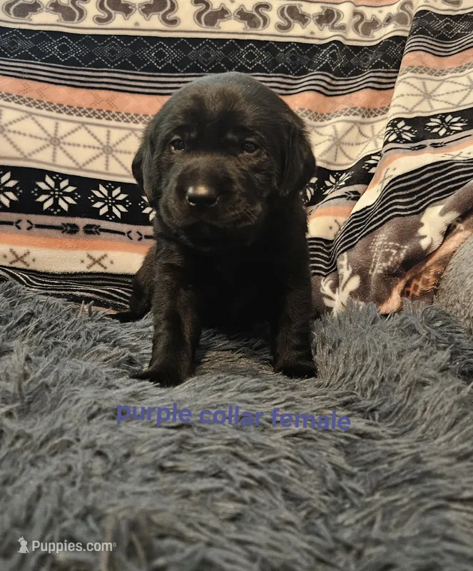 AKC Female black lab – Labrador Retriever puppy for sale in Princeton, MN