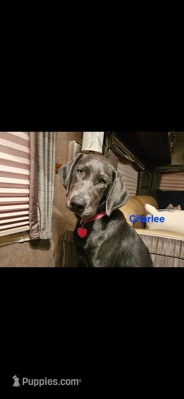 Akc purebred Labrador retrievers , a  Labrador Retriever for sale in Princeton, MN – Photo 1 of 2