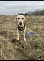 Akc purebred Labrador retrievers , a  Labrador Retriever for sale in Princeton, MN – Photo 2 of 2