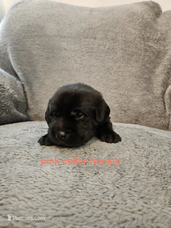 AKC Female black lab – Labrador Retriever puppy for sale in Princeton, MN