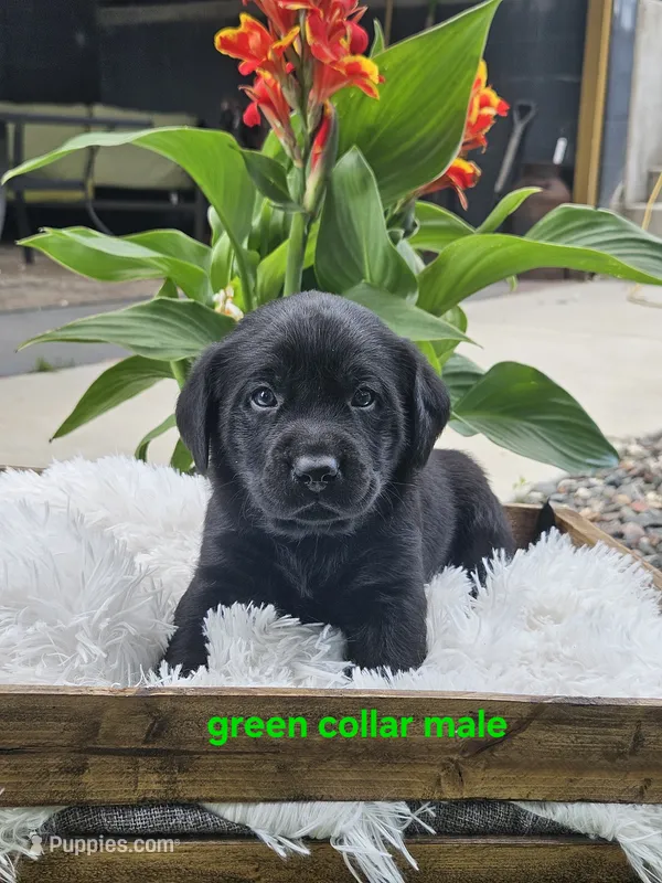 AKC male black lab – Labrador Retriever puppy for sale in Princeton, MN