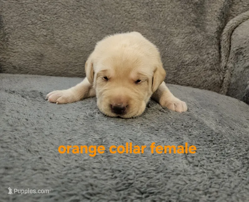 AKC Female Yellow lab – Labrador Retriever puppy for sale in Princeton, MN