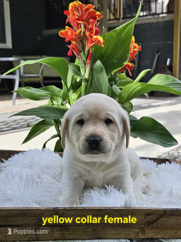 AKC Female Yellow lab – Labrador Retriever puppy for sale in Princeton, MN