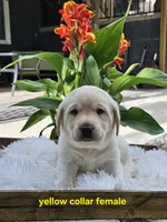 AKC Female Yellow lab, a female Labrador Retriever for sale in Princeton, MN – 1 of 2