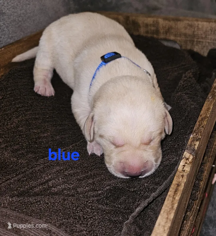 AKC Male Yellow Lab – Labrador Retriever puppy for sale in Princeton, MN