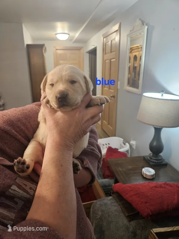 AKC Male Yellow Lab – Labrador Retriever puppy for sale in Princeton, MN