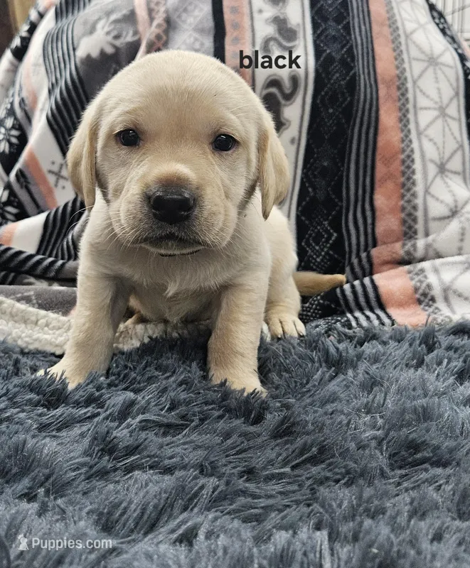 AKC Male Yellow Lab, a male Labrador Retriever for sale in Princeton, MN – Photo 1 of 1