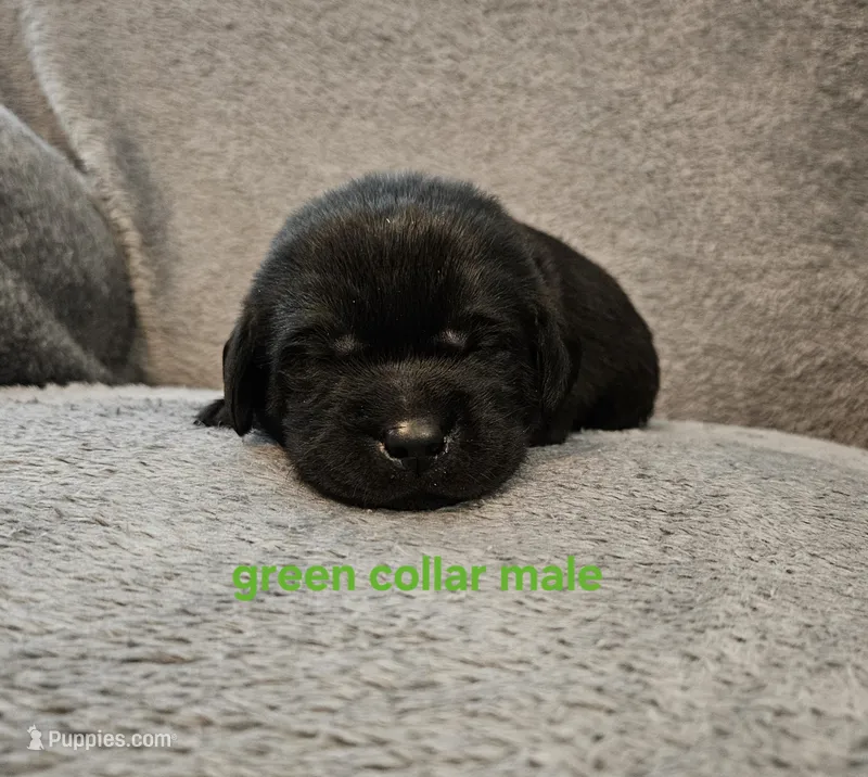 AKC male black lab – Labrador Retriever puppy for sale in Princeton, MN