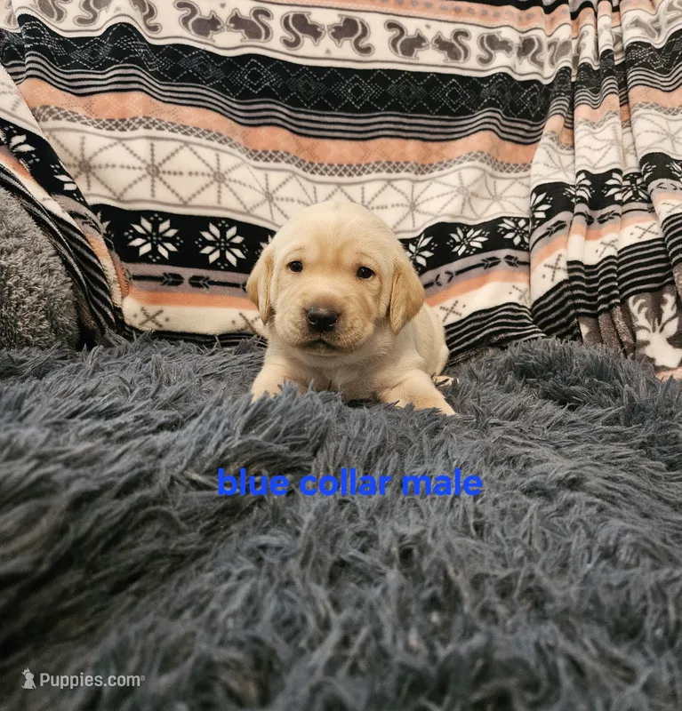 AKC Male Yellow Lab – Labrador Retriever puppy for sale in Princeton, MN