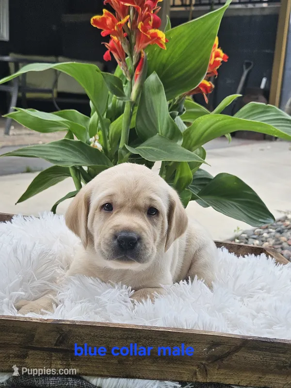 AKC Male Yellow Lab – Labrador Retriever puppy for sale in Princeton, MN