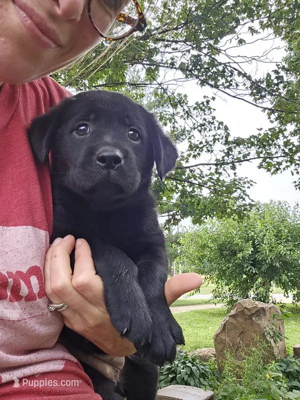 Lexie – Labrador Retriever puppy for sale in North Freedom, WI