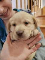Maverick, a male Labrador Retriever for sale in North Freedom, WI – Photo 1 of 2