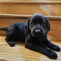 Macy, a female Labrador Retriever for sale in North Freedom, WI – Photo 2 of 4