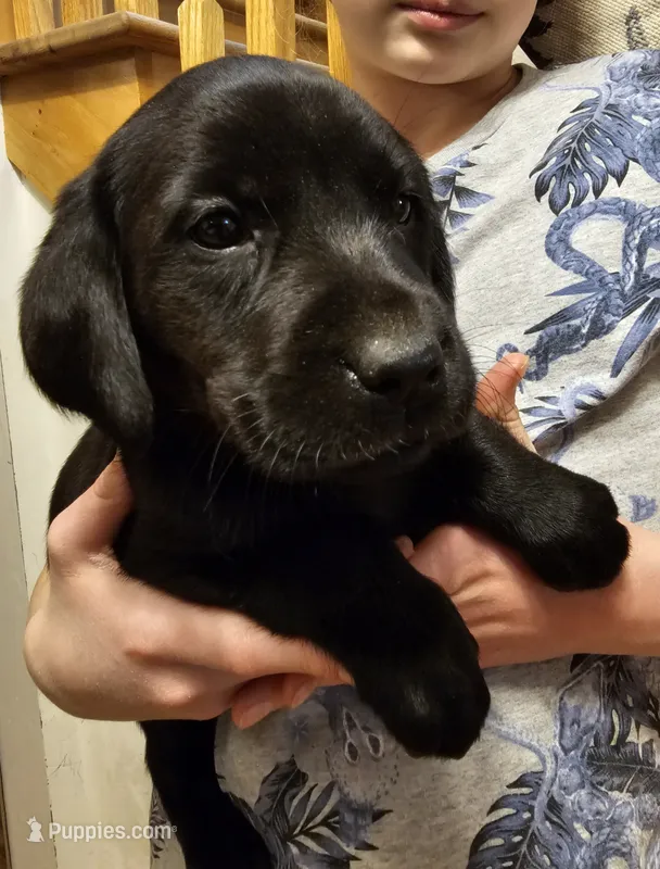 Macy – Labrador Retriever puppy for sale in North Freedom, WI