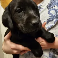 Macy, a female Labrador Retriever for sale in North Freedom, WI – Photo 1 of 4
