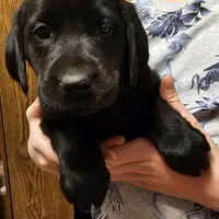 Macy, a female Labrador Retriever for sale in North Freedom, WI – Photo 4 of 4