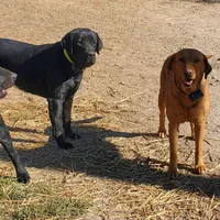 Macy, a female Labrador Retriever for sale in North Freedom, WI – Photo 3 of 4