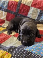 Otis, a male Labrador Retriever for sale in North Freedom, WI – 2 of 2