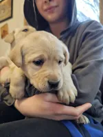 Sandy, a female Labrador Retriever for sale in North Freedom, WI – Photo 2 of 4